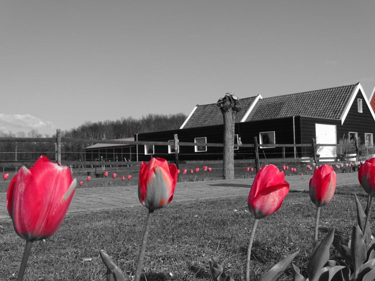 De Tulp Bed and Breakfast Noordgouwe Exteriör bild